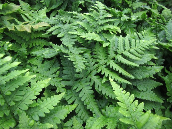 Dryopteris pulcherrima