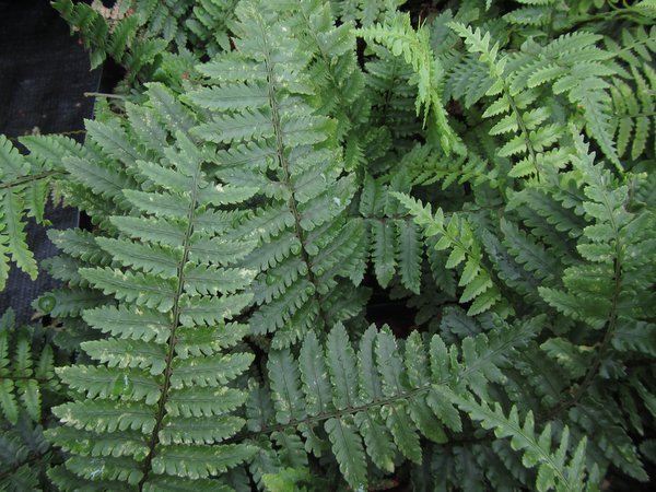 Dryopteris pycnopteroides