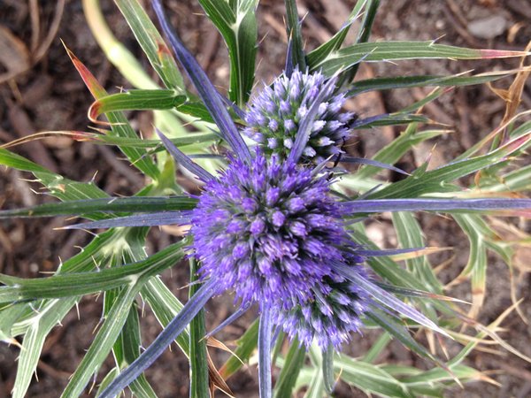 Eryngium caucasicum