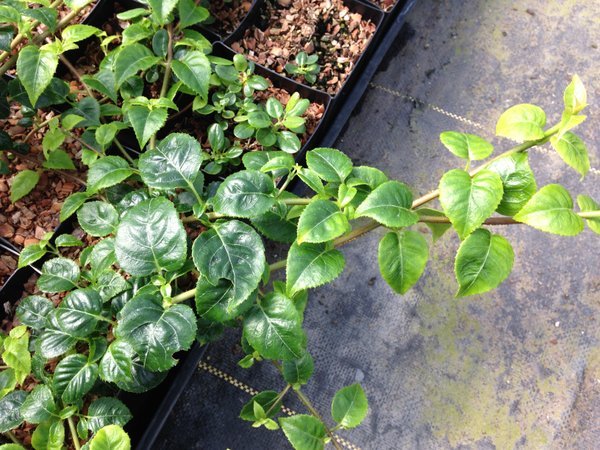 Hydrangea anomala subsp. anomala 'Winter Glow' BSWJ2411