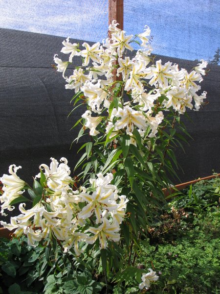 Lilium auratum