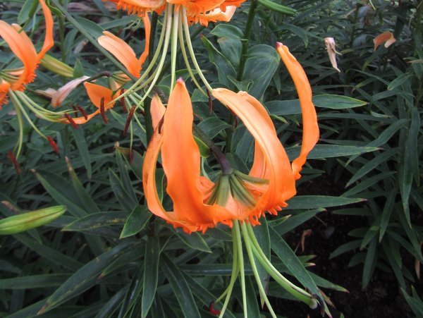 Lilium rosthornii
