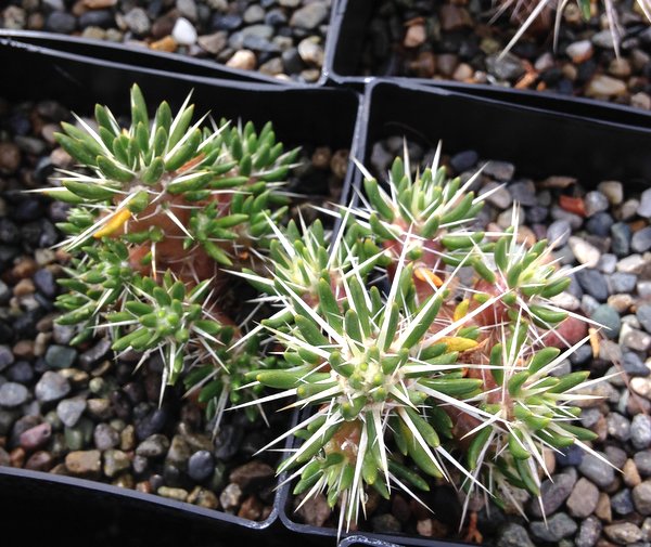 Maihuenia Poeppigii