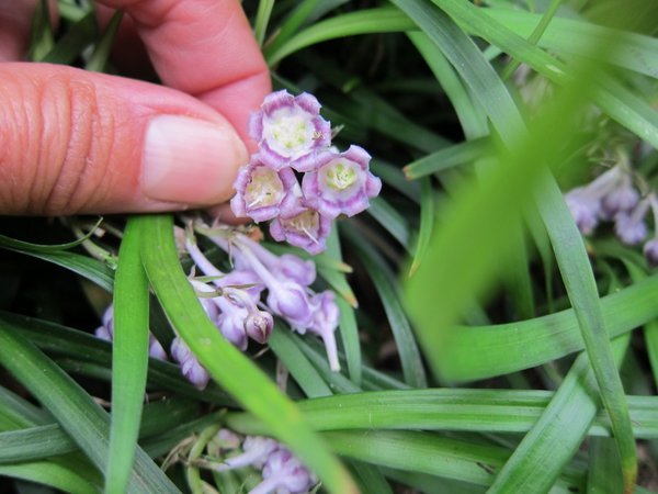 Ophiopogon sp. CPC Clone B