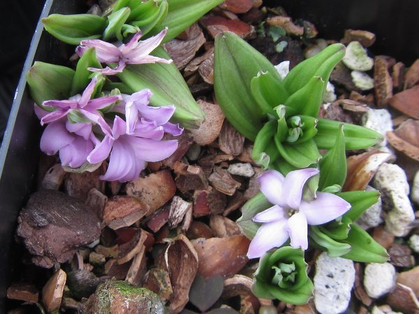 TÌNH YÊU CÂY CỎ ĐV 5 - Page 28 Polygonatum-hookeri