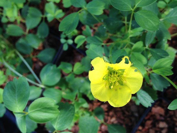 Potentilla eriocarpa var. eriocarpa