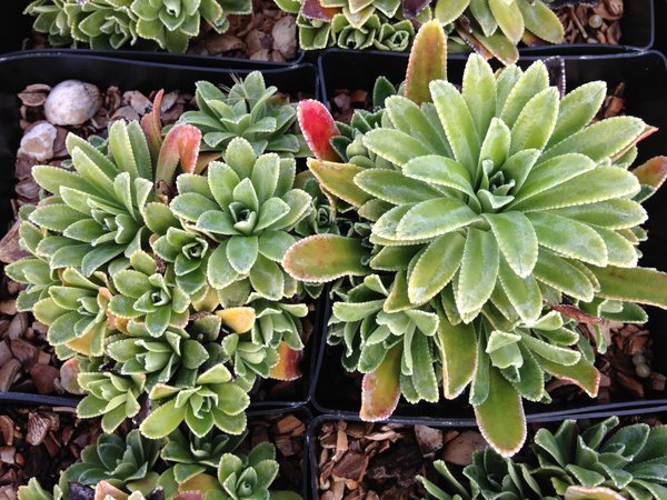 Saxifraga callosa 'Lantoscana Superba'