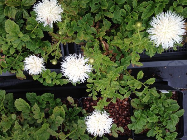 Serratula coronaria 'Alba'