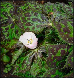 Sinopodophyllum hexandrum