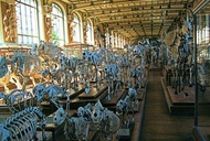 Noah's Ark is Alive (and Dead) in Paris