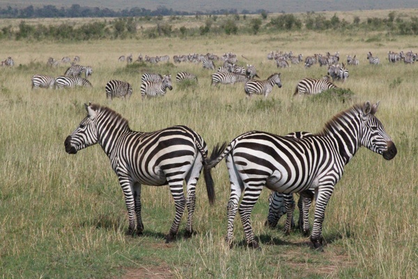 A Wild Romance: Playing House in the Kenyan Bush