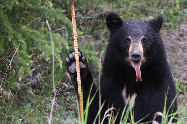 Ooh, Canada! Cracking the Mysteries of the Wilderness