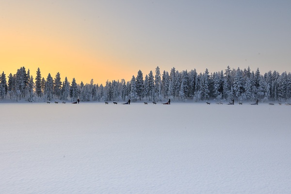 Dog Sledding in Swedish Lapland