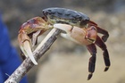 Cioppino Package