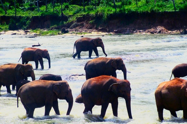 Sri Lanka: Where the Wild Things Are