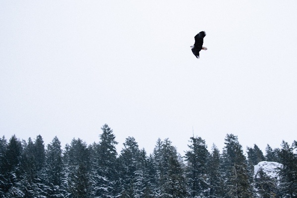 Bald Eagle Cheakamus River