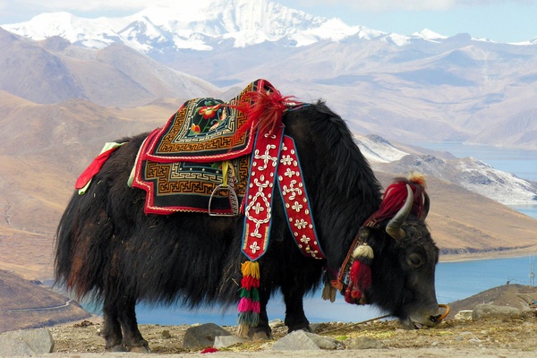 Please Don't Eat the Donkeys