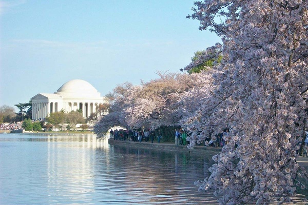 Cherry blossoms in Washington, D.C.