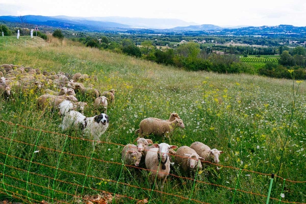 Sheep in Gordes, Provence, France.