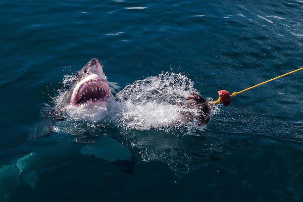 Diving with the Great Whites of Gansbaai