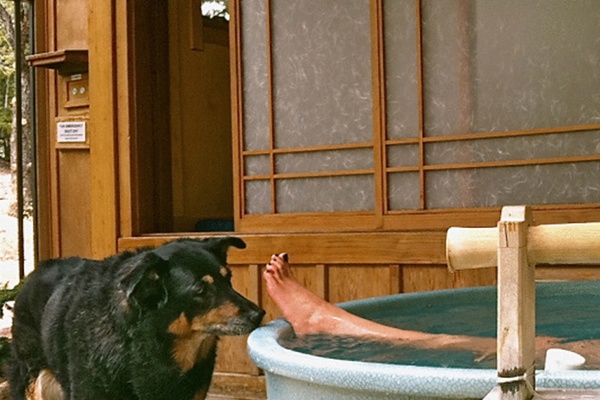 The Dog Digs the Spa