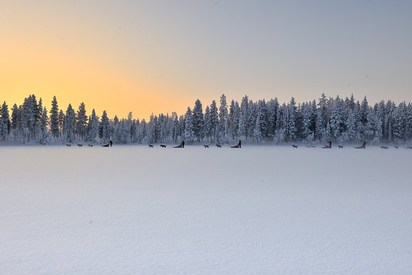 Dog Sledding in Swedish Lapland