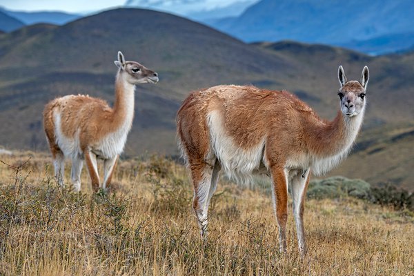 Guanacos in Torres del Paine National Park by Mark Edward Harris