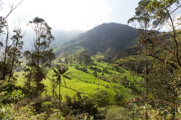 Cocora Valley, Colombia - Nathan Legiehn Photography