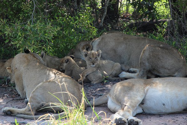 lioness and cubs in Sabi Sand Game Reserve, South Africa