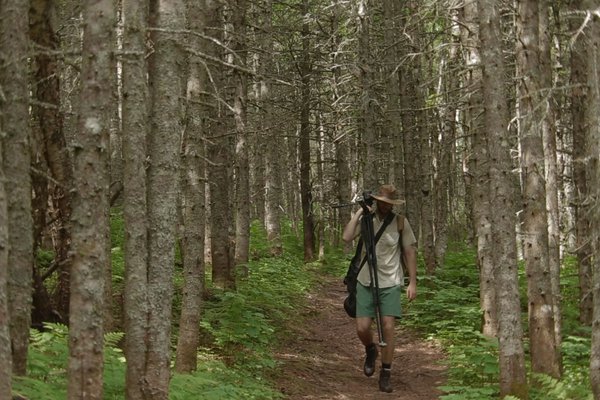 Jungles in Paris in Quebec