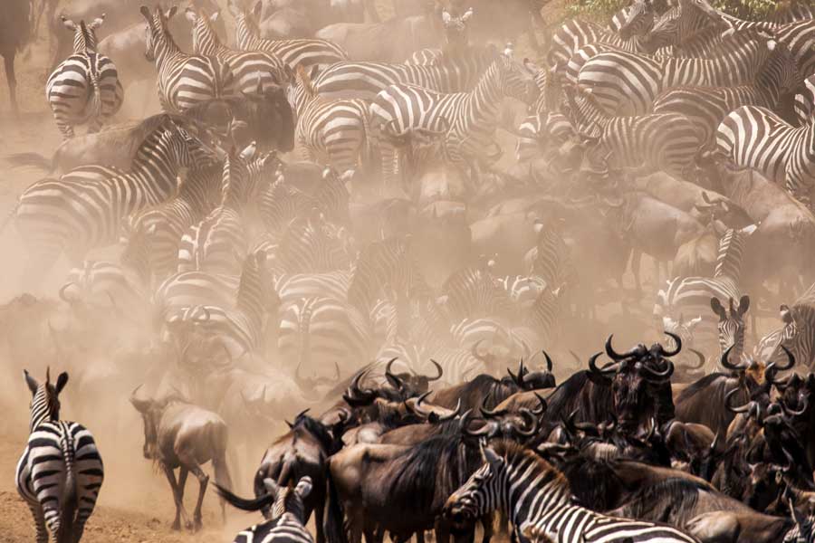 Angama Mara migration