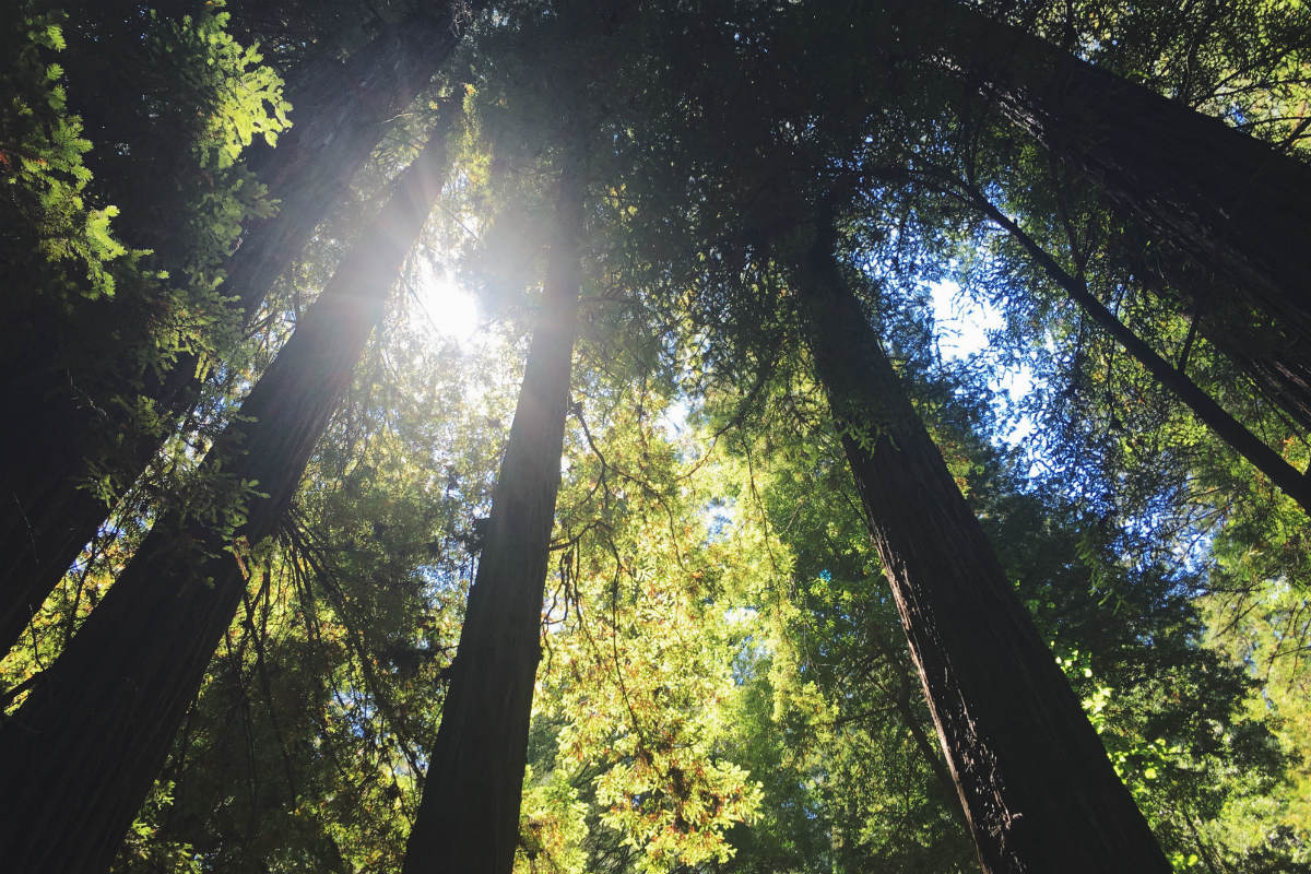 Armstrong Redwoods