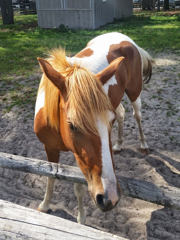 Chincoteague Ponies