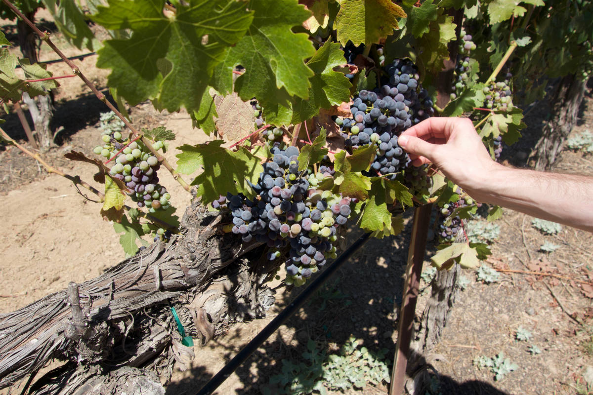 Picking grapes at Francis Ford Coppola Winery