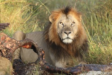 A lion eats its prey in Kenya