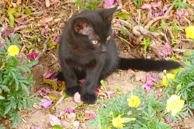 Finally, a cat. Every time I go to Persia, cats are always present. This one was so cute, so I had to share it.