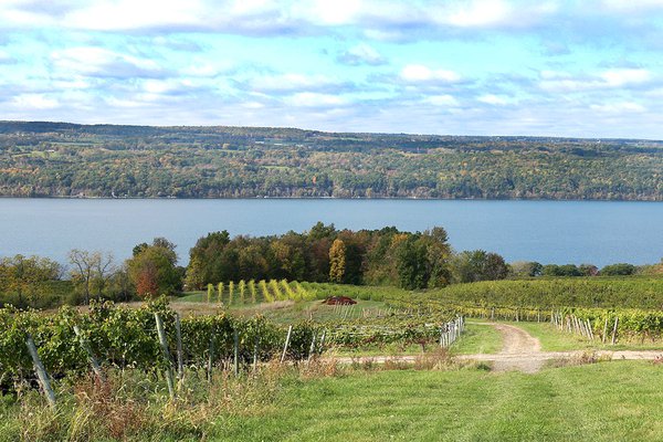 grapevines overlooking Seneca Lake in the Finger Lakes