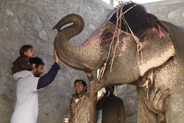 Meeting elephants at Elephant Village, India.