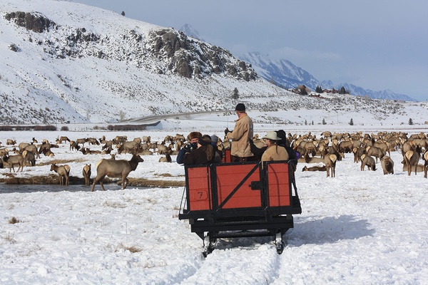 Sleigh Ride, National Elk Refuge, Jackson Hole, Wyoming