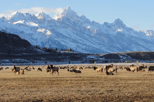 National Elk Refuge, Jackson Hole, Wyoming