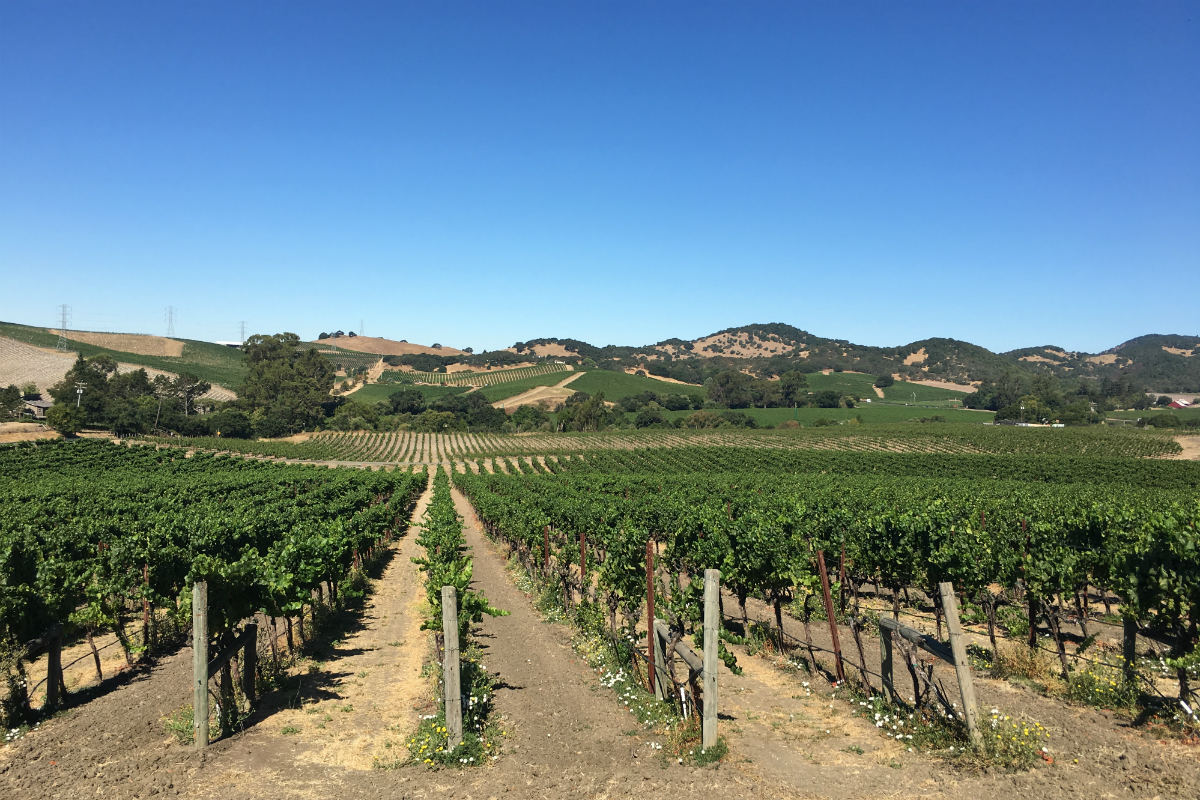 Liana Estates vine rows