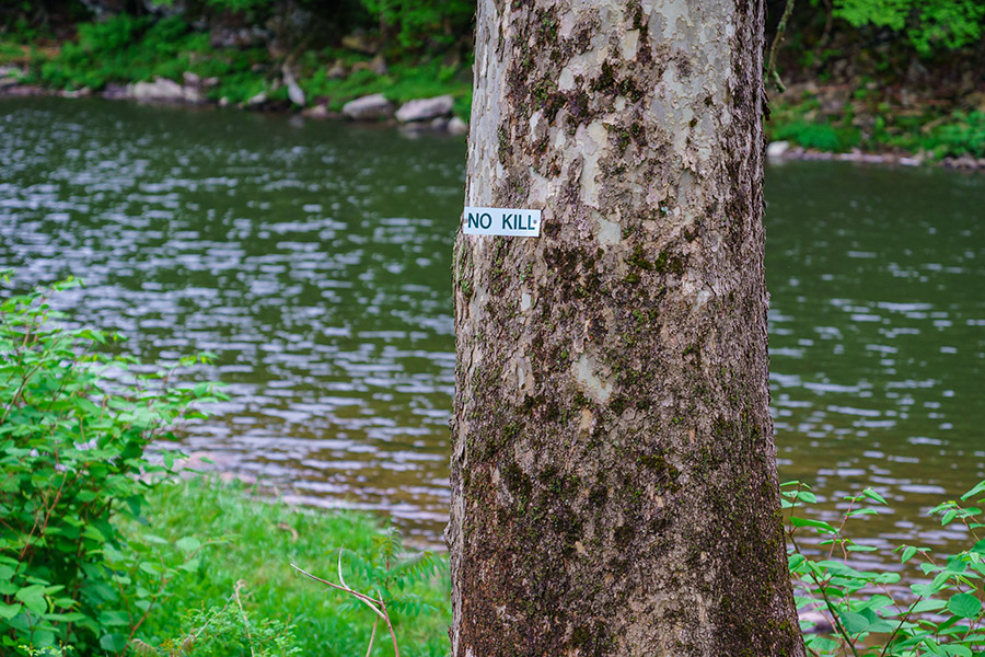 No Kill, Beaverkill, New York