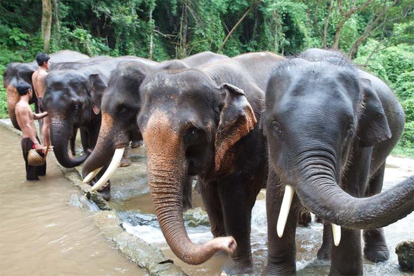 Bathing elephants in Patara Elephant Farm.