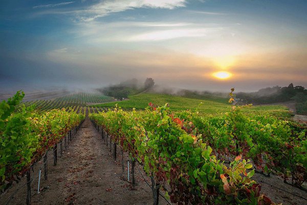 Rochioli Winery in Sonoma California