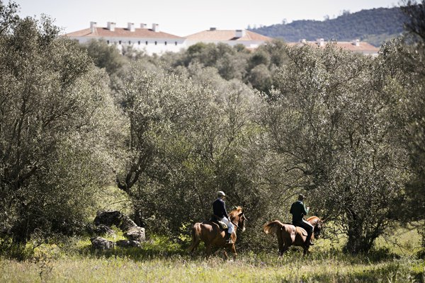 Sao Lourenceo do Barrocal Horses in Portugal