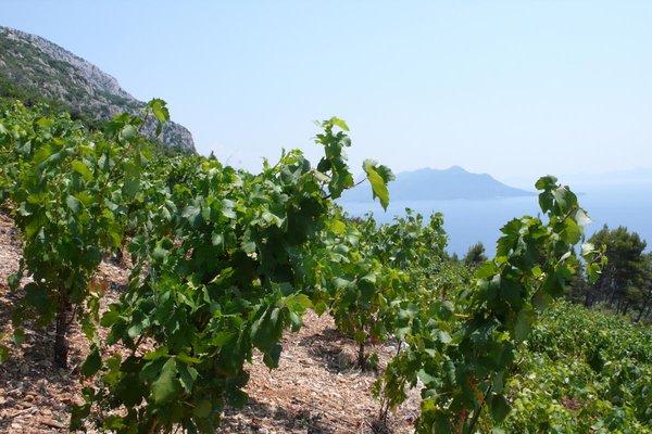 Pelješac vineyard, Croatia