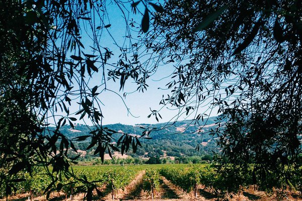 A vineyard in Geyserville.