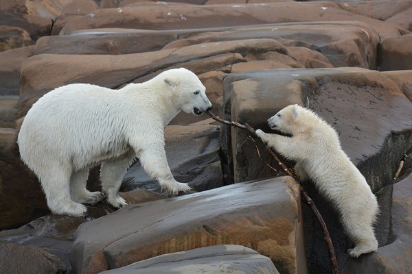 Polar bears in Manitoba.