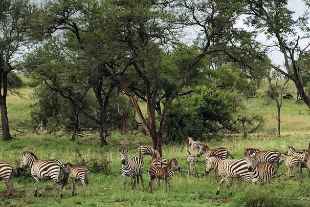 Zebras roaming in Tanzania.