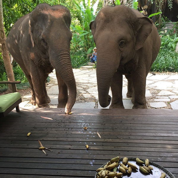 Elephants at the Hotel Restaurant